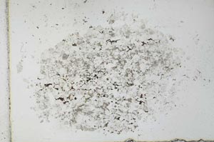 Plane Polarized, S27832