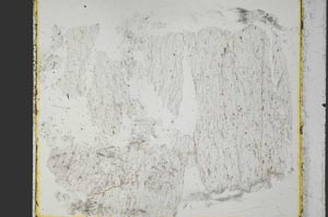 Plane Polarized, S27859