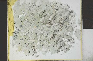 Plane Polarized, S27871