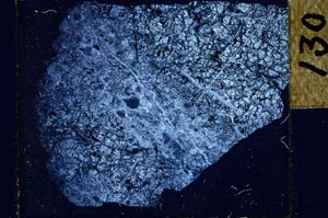 Cross Polarized, S27877