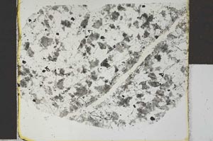 Plane Polarized, S27880