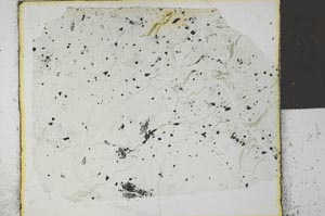 Plane Polarized, S27890