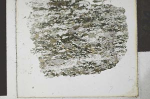 Plane Polarized, S27898