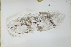 Plane Polarized, S27901