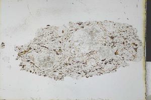Plane Polarized, S27905