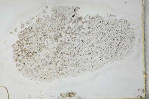 Plane Polarized, S27906
