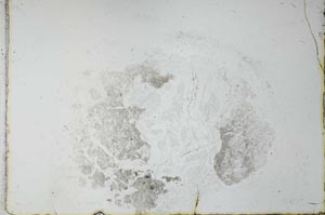 Plane Polarized, S27909