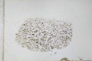 Plane Polarized, S27914
