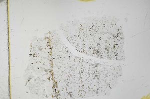 Plane Polarized, S27931