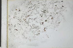Plane Polarized, S27938