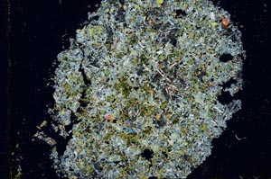 Cross Polarized, S27953