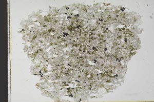 Plane Polarized, S27960