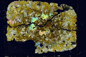 Cross Polarized, S27979