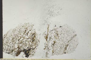 Plane Polarized, S28038