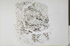 Plane Polarized, S28227