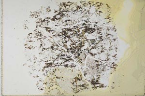 Plane Polarized, S28231