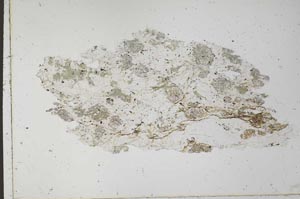 Plane Polarized, S28246