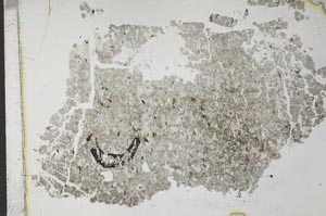 Plane Polarized, S28254