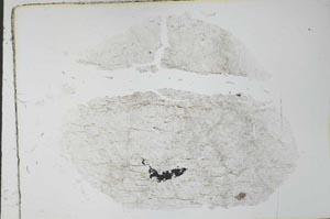 Plane Polarized, S28276