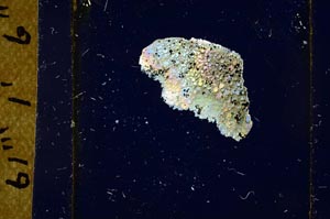 Cross Polarized, S28309