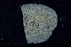 Cross Polarized, S28387