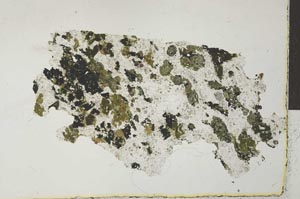 Plane Polarized, S28391