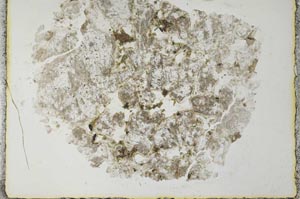 Plane Polarized, S28417