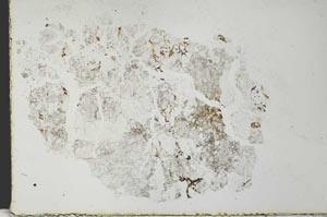 Plane Polarized, S28421