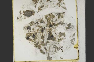 Plane Polarized, S28426
