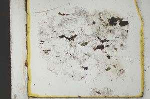 Plane Polarized, S28448