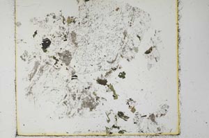 Plane Polarized, S28449