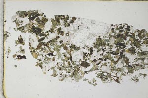 Plane Polarized, S28453
