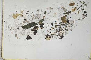 Plane Polarized, S28454