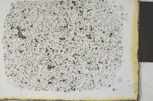 Plane Polarized, S28456