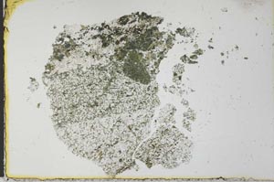 Plane Polarized, S28484