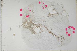 Plane Polarized, S28491