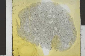 Plane Polarized, S28523