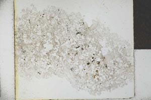 Plane Polarized, S28529