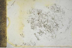 Plane Polarized, S28548
