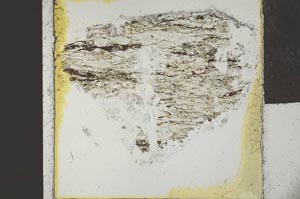 Plane Polarized, S28570