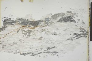 Plane Polarized, S28614