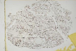 Plane Polarized, S28621
