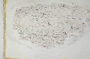 Plane Polarized, S28626