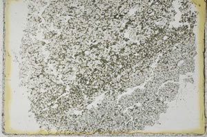 Plane Polarized, S28628
