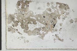 Plane Polarized, S28631