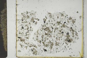 Plane Polarized, S28632