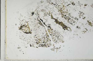 Plane Polarized, S28640