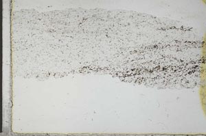 Plane Polarized, S28647