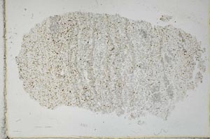 Plane Polarized, S28649