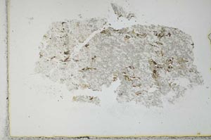 Plane Polarized, S28654